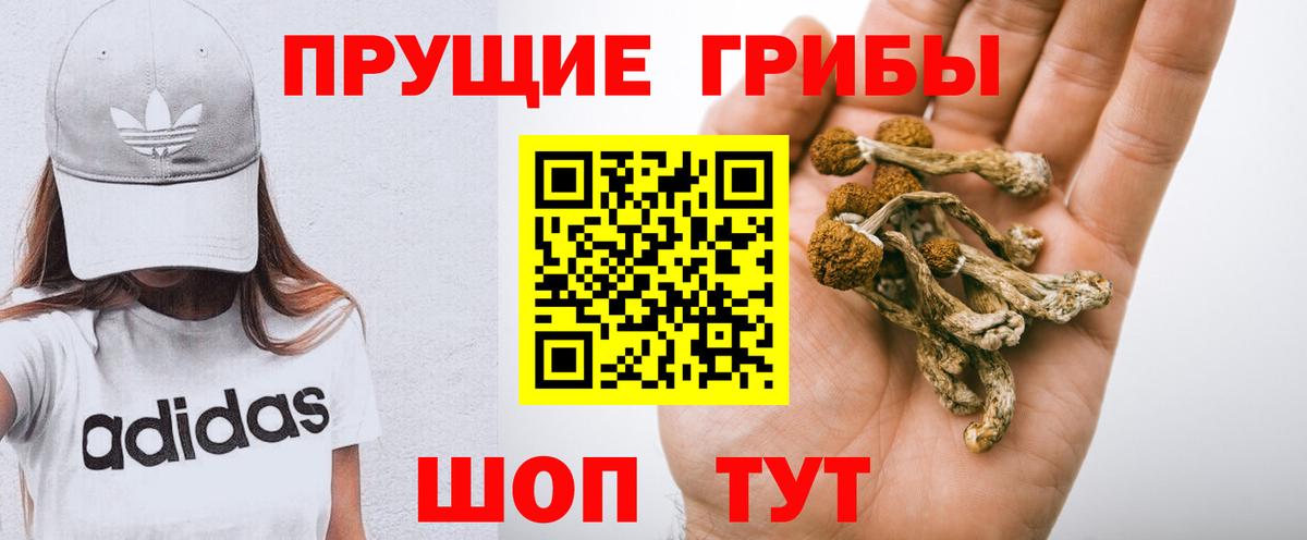 Сегежа  Псилоцибиновые грибы мицелий  Вход с VPN  Псилоцибиновые грибы Cubensis 